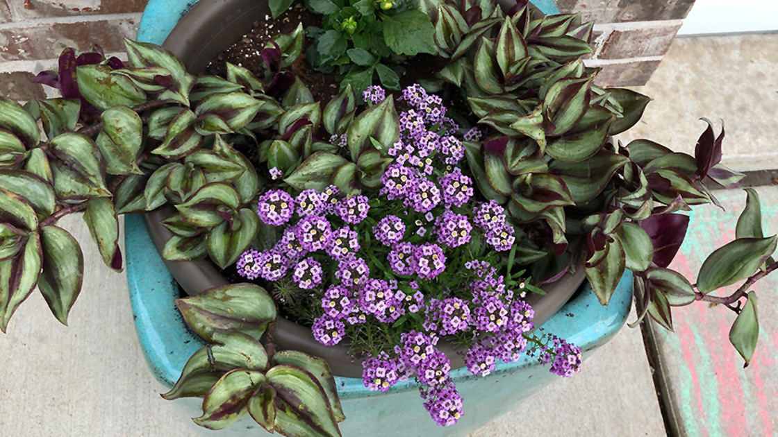 plant and flowers